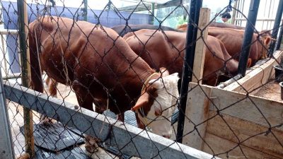 Dispernakan Bandung Barat Temukan Puluhan Kasus Cacing Hati Pada Hewan Kurban