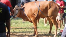 Jamin Kesehatan Hewan Kurban, Dispernakan KBB Siapkan 61 Petugas