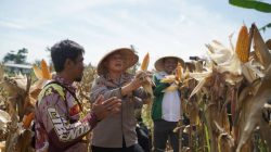 Swasembada Jagung Polres Cimahi di KBB Hasilkan 377 Ton