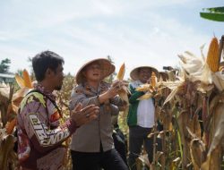 Swasembada Jagung Polres Cimahi di KBB Hasilkan 377 Ton