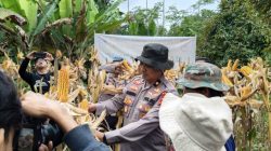 Dukung Program Pemerintah, Polres Cimahi Kembali Panen Jagung