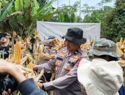 Dukung Program Pemerintah, Polres Cimahi Kembali Panen Jagung