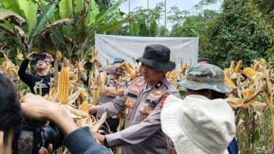 Dukung Program Pemerintah, Polres Cimahi Kembali Panen Jagung