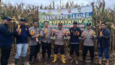 Tingkatkan Produksi Pangan, Polres Cimahi Panen 377,5 Ton Jagung